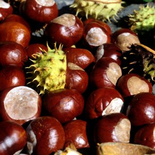 Aesculus Hippocastanum