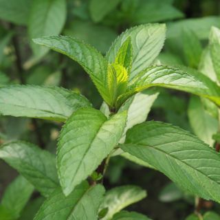 Mentha Piperita